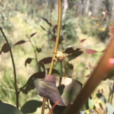 Paropsis atomaria (Eucalyptus leaf beetle) at Rendezvous Creek, ACT - 21 Dec 2021 by Tapirlord