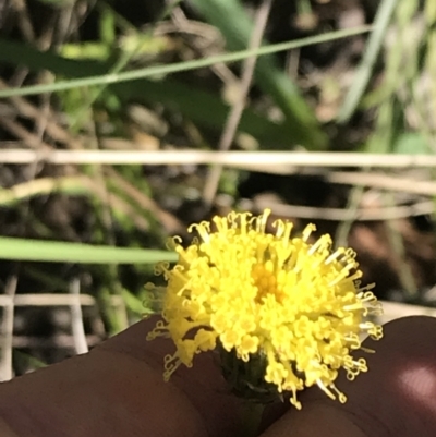 Leptorhynchos elongatus (Lanky Buttons) at Rendezvous Creek, ACT - 21 Dec 2021 by Tapirlord