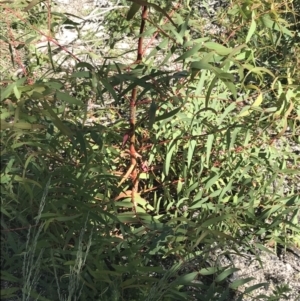 Eucalyptus radiata subsp. robertsonii at Rendezvous Creek, ACT - 21 Dec 2021