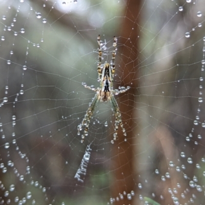 Plebs bradleyi (Enamelled spider) at Ainslie, ACT - 26 Dec 2021 by sbittinger