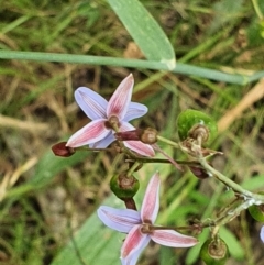 Dianella sp. aff. longifolia (Benambra) at Hughes, ACT - 27 Dec 2021