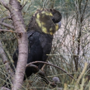 Calyptorhynchus lathami at Pearce, ACT - 27 Dec 2021