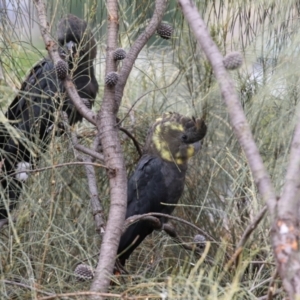 Calyptorhynchus lathami at Pearce, ACT - 27 Dec 2021