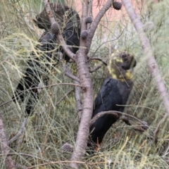 Calyptorhynchus lathami at Pearce, ACT - 27 Dec 2021