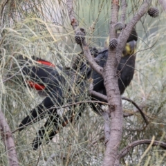 Calyptorhynchus lathami at Pearce, ACT - 27 Dec 2021