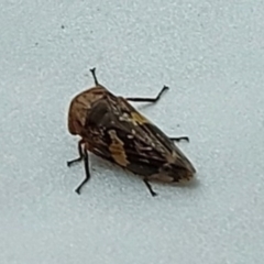 Eurypella tasmaniensis at Greenway, ACT - 27 Dec 2021