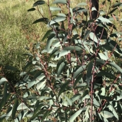 Eucalyptus dalrympleana subsp. dalrympleana (Mountain Gum) at Rendezvous Creek, ACT - 21 Dec 2021 by Tapirlord