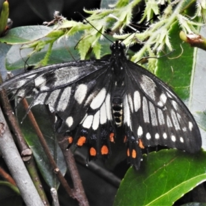 Papilio anactus at Wanniassa, ACT - 27 Dec 2021 04:26 PM