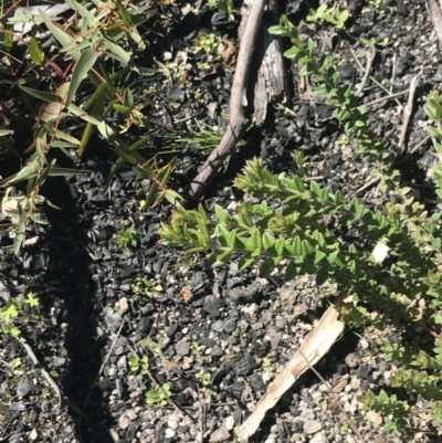 Oxylobium ellipticum (Common Shaggy Pea) at Rendezvous Creek, ACT - 21 Dec 2021 by Tapirlord