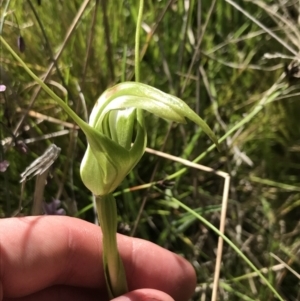 Pterostylis falcata at Rendezvous Creek, ACT - suppressed