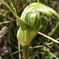 Pterostylis falcata at Rendezvous Creek, ACT - suppressed