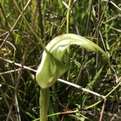 Pterostylis falcata at Rendezvous Creek, ACT - suppressed