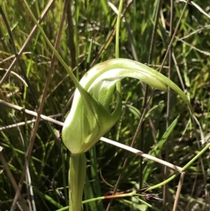 Pterostylis falcata at Rendezvous Creek, ACT - suppressed