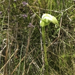 Pterostylis falcata at Rendezvous Creek, ACT - suppressed