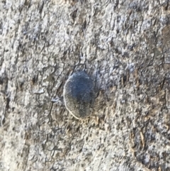 Coccinellidae (family) at Rendezvous Creek, ACT - 21 Dec 2021