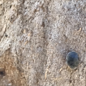 Coccinellidae (family) at Rendezvous Creek, ACT - 21 Dec 2021