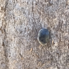 Coccinellidae (family) at Rendezvous Creek, ACT - 21 Dec 2021