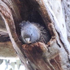 Callocephalon fimbriatum at Deakin, ACT - suppressed