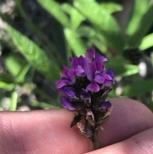 Cullen microcephalum at Rendezvous Creek, ACT - 21 Dec 2021