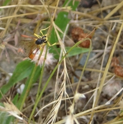 Heteropelma scaposum (Two-toned caterpillar parasite wasp) at Paddys River, ACT - 27 Dec 2021 by GirtsO