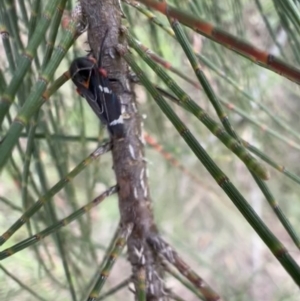 Eurymeloides lineata at Murrumbateman, NSW - 27 Dec 2021