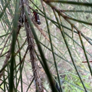 Eurymeloides lineata at Murrumbateman, NSW - 27 Dec 2021