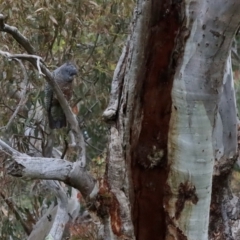 Callocephalon fimbriatum (Gang-gang Cockatoo) at Deakin, ACT - 27 Dec 2021 by LisaH