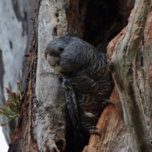 Callocephalon fimbriatum at Hughes, ACT - suppressed