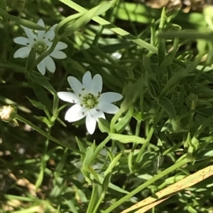 Stellaria angustifolia at Rendezvous Creek, ACT - 21 Dec 2021 04:21 PM