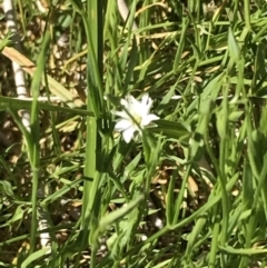 Stellaria angustifolia at Rendezvous Creek, ACT - 21 Dec 2021 04:21 PM