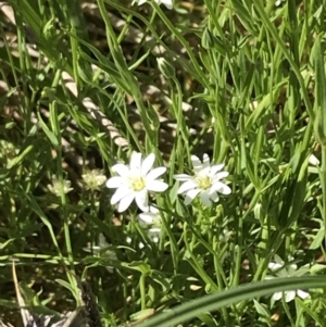 Stellaria angustifolia at Rendezvous Creek, ACT - 21 Dec 2021 04:21 PM