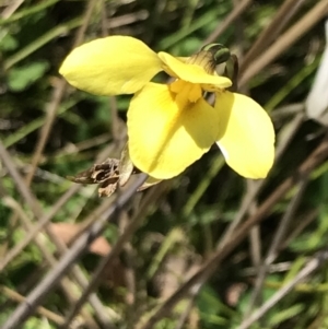 Diuris monticola at Rendezvous Creek, ACT - 21 Dec 2021