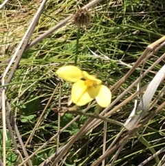 Diuris monticola at Rendezvous Creek, ACT - 21 Dec 2021