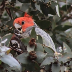 Callocephalon fimbriatum (Gang-gang Cockatoo) at Hughes, ACT - 26 Dec 2021 by LisaH