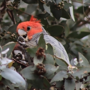 Callocephalon fimbriatum at Hughes, ACT - suppressed