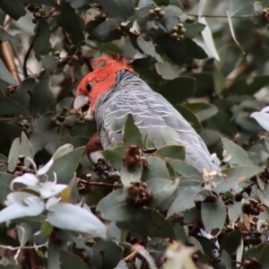 Callocephalon fimbriatum at Hughes, ACT - suppressed