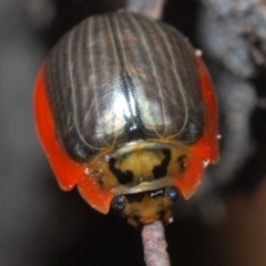 Paropsisterna agricola (Eucalyptus leaf beetle) at Paddys River, ACT - 27 Dec 2021 by Harrisi