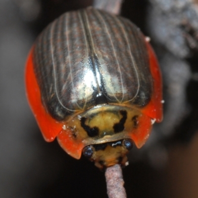 Paropsisterna agricola (Eucalyptus leaf beetle) at Paddys River, ACT - 27 Dec 2021 by Harrisi