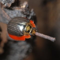 Paropsisterna agricola at Paddys River, ACT - 27 Dec 2021