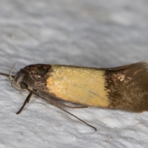 Oecophoridae (family) at Melba, ACT - 23 Oct 2021 11:02 PM