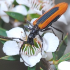 Stenoderus suturalis (Stinking Longhorn) at Paddys River, ACT - 27 Dec 2021 by Harrisi