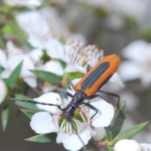 Stenoderus suturalis at Paddys River, ACT - 27 Dec 2021