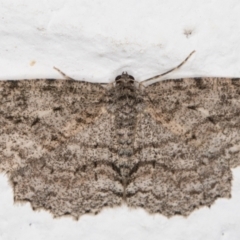 Ectropis fractaria (Ringed Bark Moth) at Melba, ACT - 23 Oct 2021 by kasiaaus