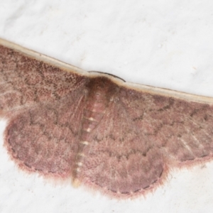 Idaea inversata at Melba, ACT - 23 Oct 2021 10:56 PM