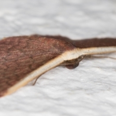 Idaea inversata at Melba, ACT - 23 Oct 2021