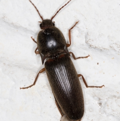 Monocrepidus (genus) (Click beetle) at Melba, ACT - 23 Oct 2021 by kasiaaus