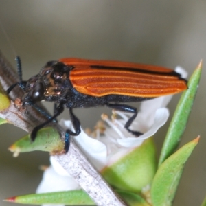 Castiarina nasuta at Paddys River, ACT - 27 Dec 2021