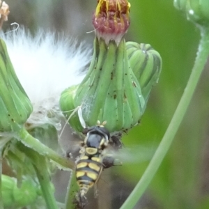 Simosyrphus grandicornis at Paddys River, ACT - 27 Dec 2021