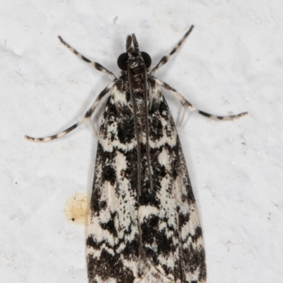 Scoparia exhibitalis (A Crambid moth) at Melba, ACT - 23 Oct 2021 by kasiaaus