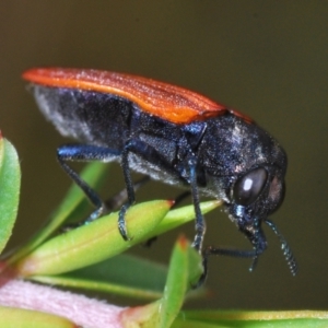 Castiarina erythroptera at Paddys River, ACT - 27 Dec 2021